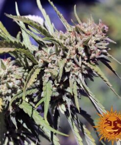 Vanilla Kush — изображение 7