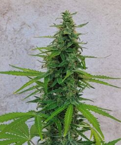 Vanilla Kush — изображение 8