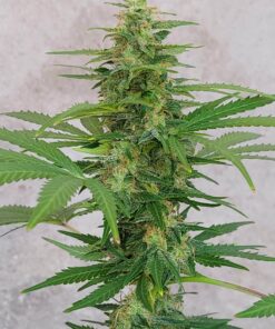 Vanilla Kush — изображение 9