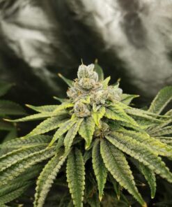 Vanilla Kush — изображение 10