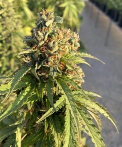 Victory CBD Auto Dutch Passion Seeds