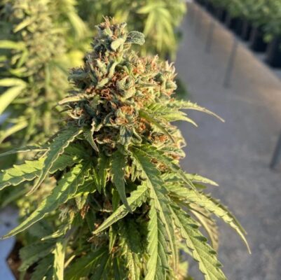 Victory CBD Auto Dutch Passion Seeds