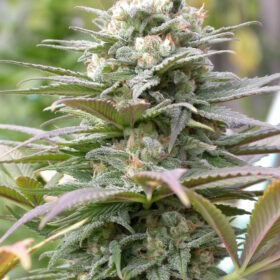 Warlock SeriouSeeds