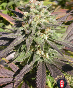 Warlock CBD SeriouSeeds