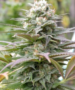 Warlock regular SeriouSeeds