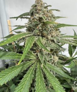 Watermelon Royal Queen Seeds