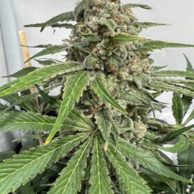 Watermelon Royal Queen Seeds