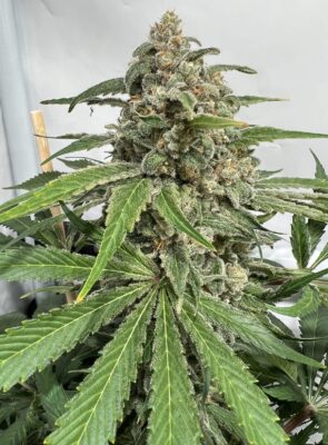 Watermelon Royal Queen Seeds