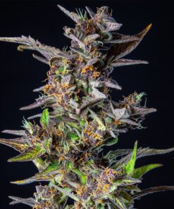 Watermelon Auto Royal Queen Seeds