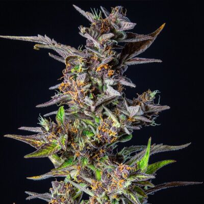 Watermelon Auto Royal Queen Seeds
