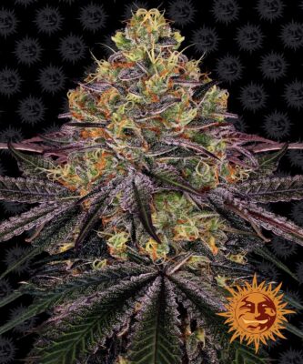 Watermelon Zkittlez Barneys Farm Seeds
