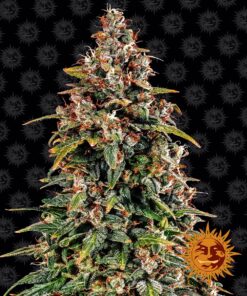 Watermelon Zkittlez Auto Barneys Farm Seeds