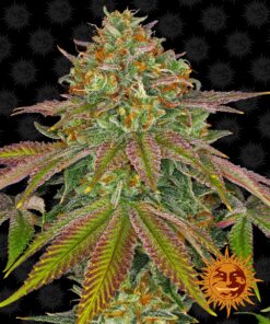 Wedding Cake Dutch Passion Seeds