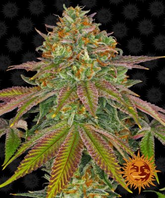 Wedding Cake Dutch Passion Seeds