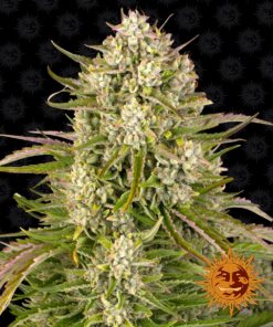 Wedding Cake Auto Barneys Farm Seeds