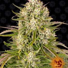 Wedding Cake Auto Barneys Farm Seeds