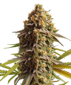 Wedding Cake Auto Royal Queen Seeds