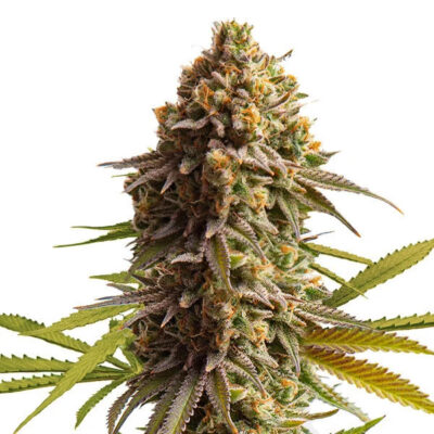 Wedding Cake Auto Royal Queen Seeds