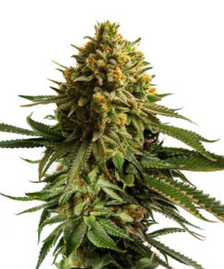 Wedding Cake Royal Queen Seeds