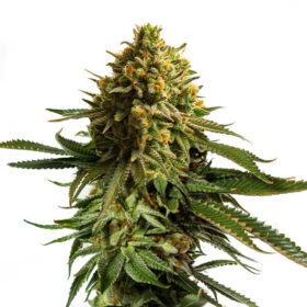 Wedding Cake Royal Queen Seeds