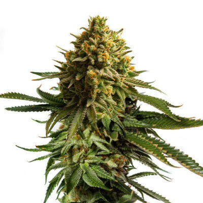 Wedding Cake Royal Queen Seeds