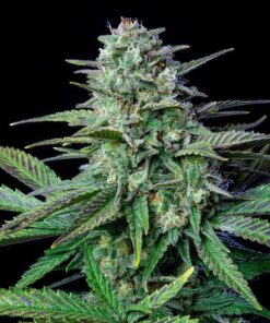 Wedding Crasher Royal Queen Seeds