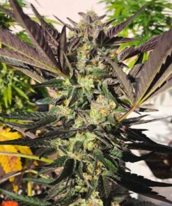 Wedding Gelato Royal Queen Seeds