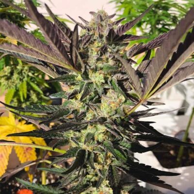 Wedding Gelato Royal Queen Seeds