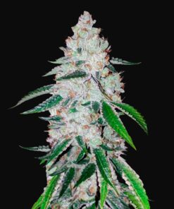 West Coast O.G. Auto Fast Buds Seeds