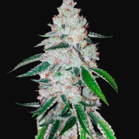 West Coast O.G. Auto Fast Buds Seeds