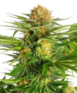 White Domina Kannabia Seeds