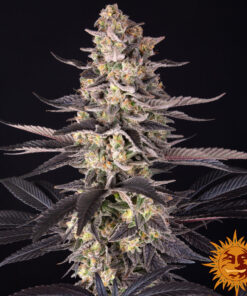 White Runtz Barneys Farm Seeds