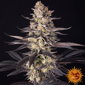 White Runtz Barneys Farm Seeds