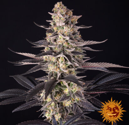 White Runtz Barneys Farm Seeds