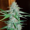White Widow Royal Queen Seeds