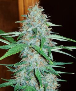 White Widow Royal Queen Seeds