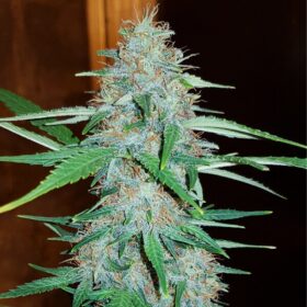 White Widow Royal Queen Seeds