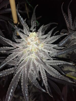 White Widow Dutch Passion Seeds