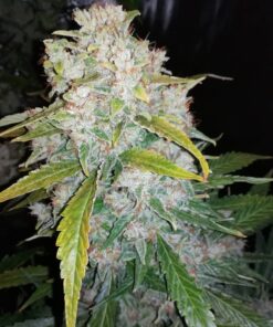 White Widow Auto Royal Queen Seeds