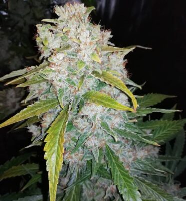 White Widow Auto Royal Queen Seeds