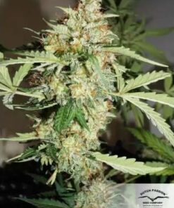 White Widow CBD Auto Dutch Passion Seeds
