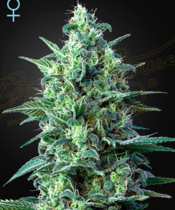 White Widow CBD Auto Green House Seeds