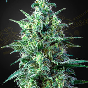 White Widow CBD Auto Green House Seeds