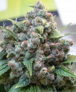White Widow regular Dutch Passion Seeds