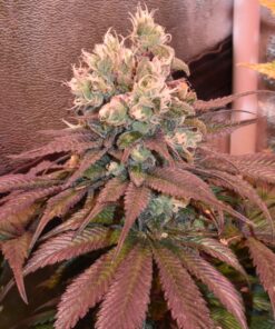 White Widow Regular Royal Queen Seeds