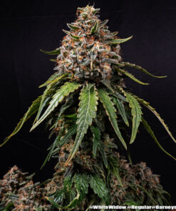 White Widow regular Barneys Farm Seeds