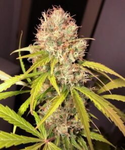 White Widow X The Ultimate regular Dutch Passion Seeds
