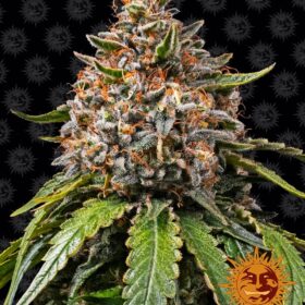 White Widow XXL Barneys Farm Seeds