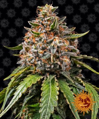 White Widow XXL Barneys Farm Seeds
