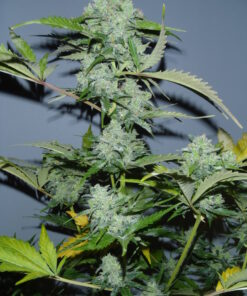 White Russian Auto SeriousSeeds